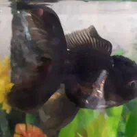 رنچو و اوراندا سایز مولد