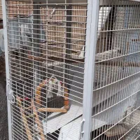 قفس‌بزرگ‌همراه‌تمام‌لوازم