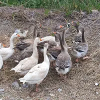 غاز و قو غاز