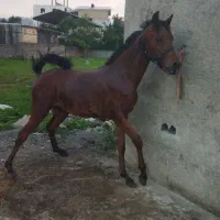کره نریون عرب پورخون