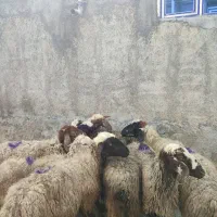 گو  سفند.     میش و بره