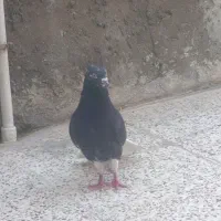 عشل خال زرد