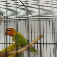 یک عدد کوتوله  و یک جفت فنچ نرگسی و جوجه ی محلی