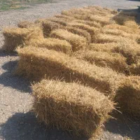 صدعددپریس گندم