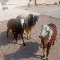 فروش بره