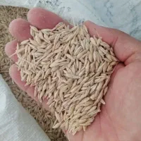 جو دیم دست درو عالی برای بذر و دام