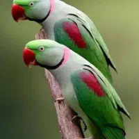 فروش طوطی عالی