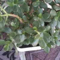تعدادی‌گل‌برای‌فروش‌