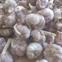 فروش سیرپیاز