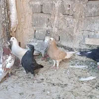 کبوتر پرشی