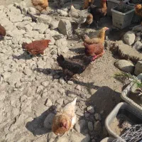 مرغ و اردک و غاز و اردک اسراییلی