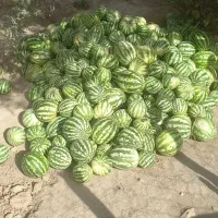 هندوانه دامی