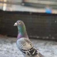 کبوتر پلاکی1040نشسته