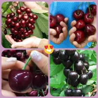 درخت گیلاس سردسیری ،پربار، نهالستان نهالینو