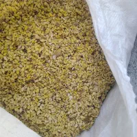 فروش تخم لیمو ۲۵۰ کیلو