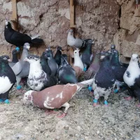 کبوتر