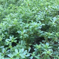 سبزی خرفه