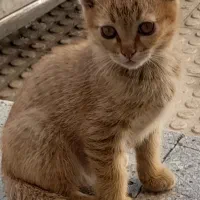 حمایتی و رایگان