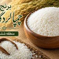 برنج چمپای لردگان