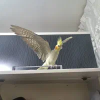 عروس هلندی جفت