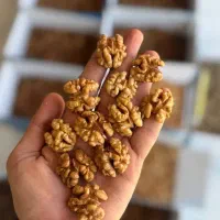 انواع مغز گردو تازه و تضمینی (خرده و عمده)