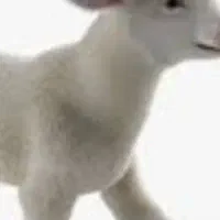 بره‌پیداشده