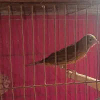 قناری نر جوان
