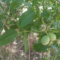 فروش باغ گردو-سیب-چشمه آب معدنی و آب کشاورزی دائمی