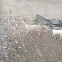 گوسفند