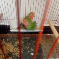 یک جفت طوطی کوتوله