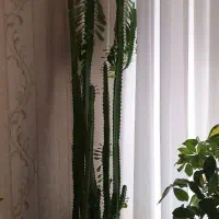 گل طبیعی ایفوربیا