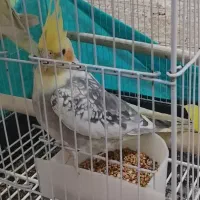 عروس هلندی