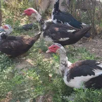 اوردک
