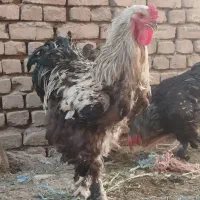 جوجه برهما و لاری و گلین به همراه تخم نطفه دار.