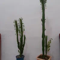 گل زیبا|گل و گیاه طبیعی|قروه, |دیوار