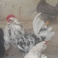 تخم نطفه اردک روسی و مرغ گلین و  لاکلوندر