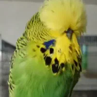 مرغ عشق انگلیسی