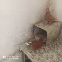 چند جفت کبوتر