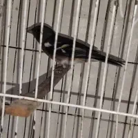 سهره برفنی سیاه