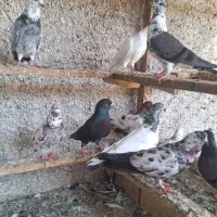 کبوتر