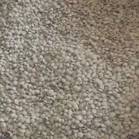 عدس|خوردنی و آشامیدنی|اردبیل, |دیوار