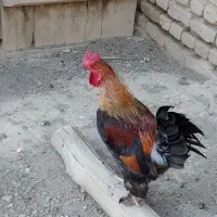یک عدد خروس جوان پاپر کاکلی