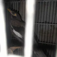 مرغ مینا جوجه دوماهه