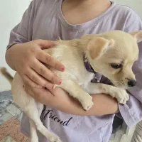 سگ شیواوا(شیبابا،شیهواهوا)