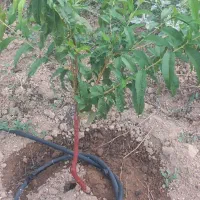 باغ یک ساله هلو زود رس