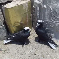 کبوتر