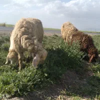 گوسفند وبره داشتی