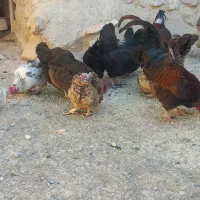 فروش مرغ تخم گذار جوان