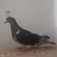 ماده جان اردن