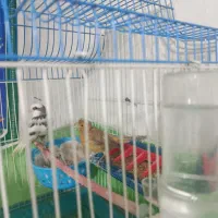 یک جفت قناری نژاد دار جوجه شرط